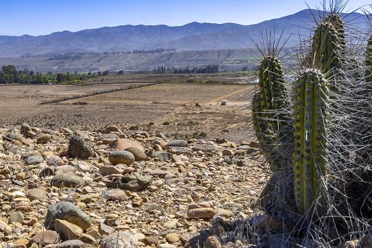 Ventisquero desert vineyard